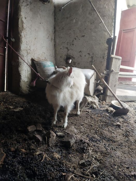 Занен ечкила сотилади