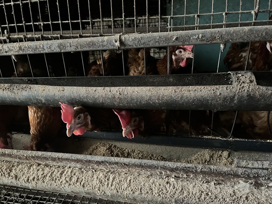 Кокошки носачки порада иса браун