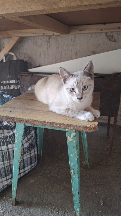 Отдам котят в хорошие руки