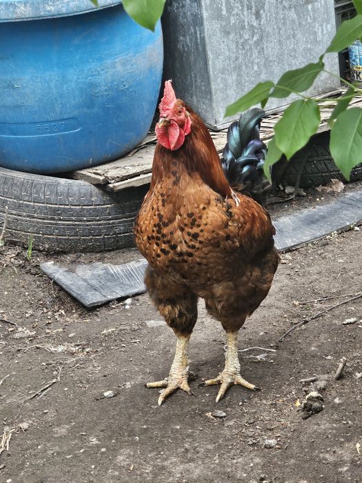 Продаю молодого петуха