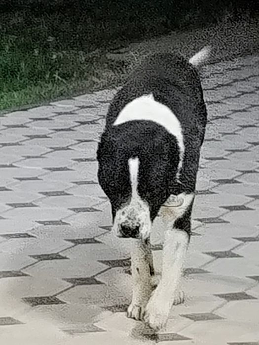 Алабай бойцовая дерзкий