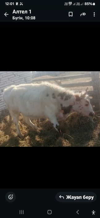 Қашар сатылады буаз срочно