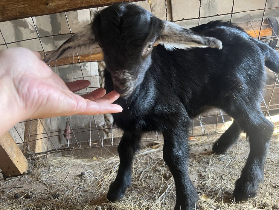 Продам козленкаа