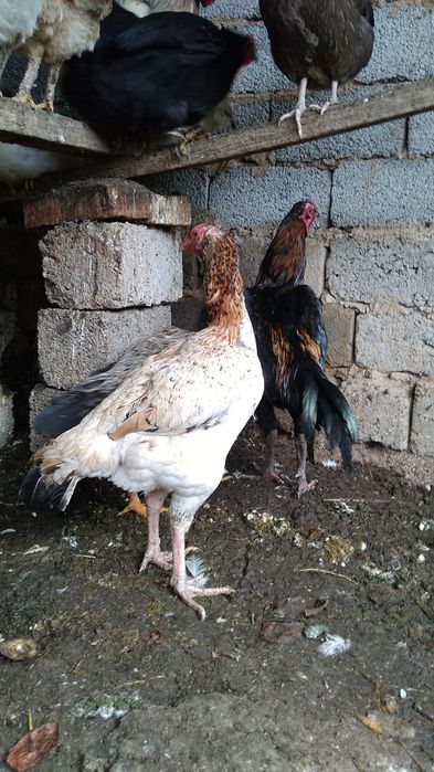 Бойцковый  Бабахы қораз/тауық 2+1