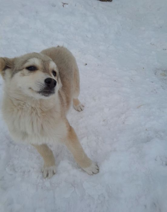 Отдам в хорошие руки