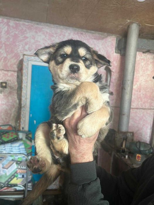 Щенки в хорошие руки