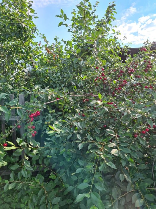 Продам дачу в дачном обществе Ромашка