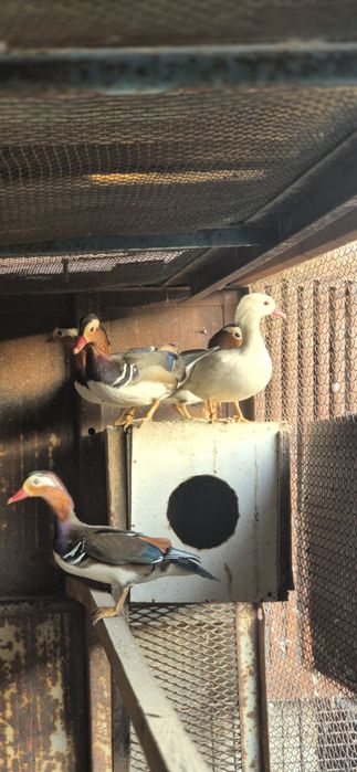 Утки мандаринки.