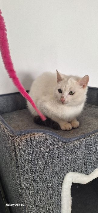 В добрые руки  шикарный белый мальчик