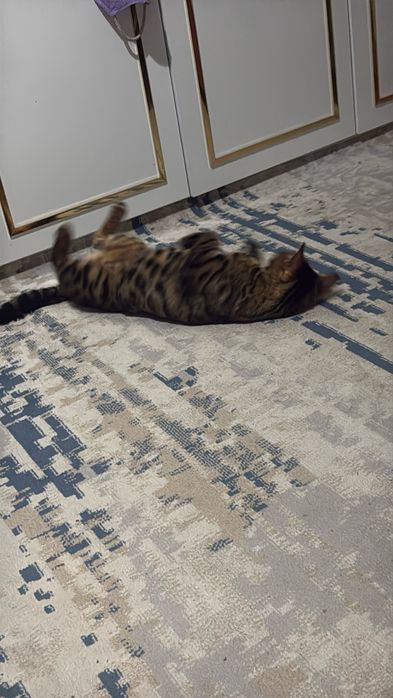 Бенгальская кошка