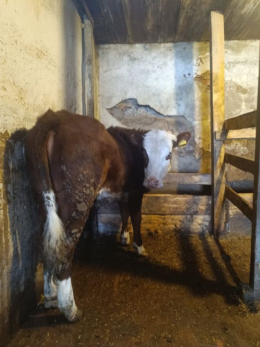 Продаю белоголовую телочку