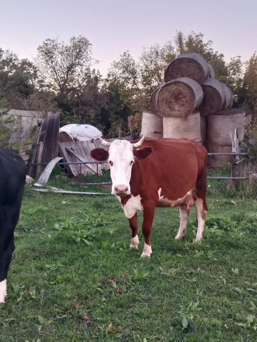 Продам две дойные коровы