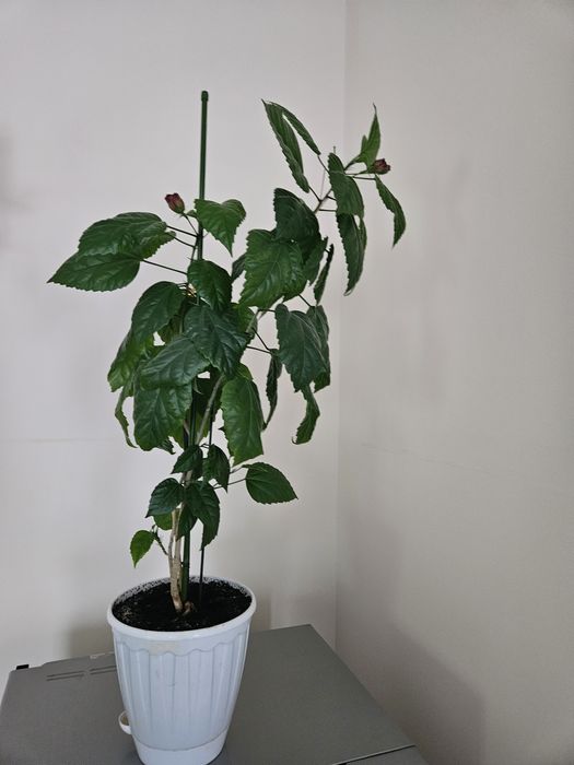 Цветы комнатные разные