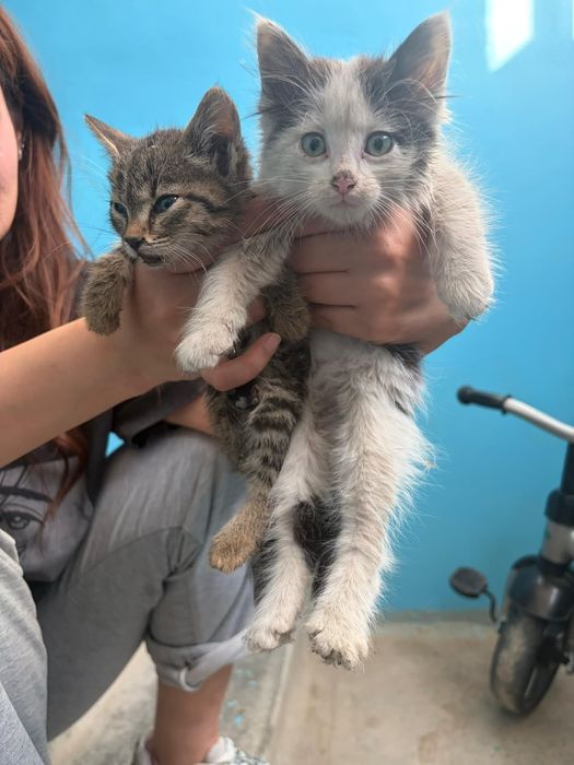 Котята отдам даром