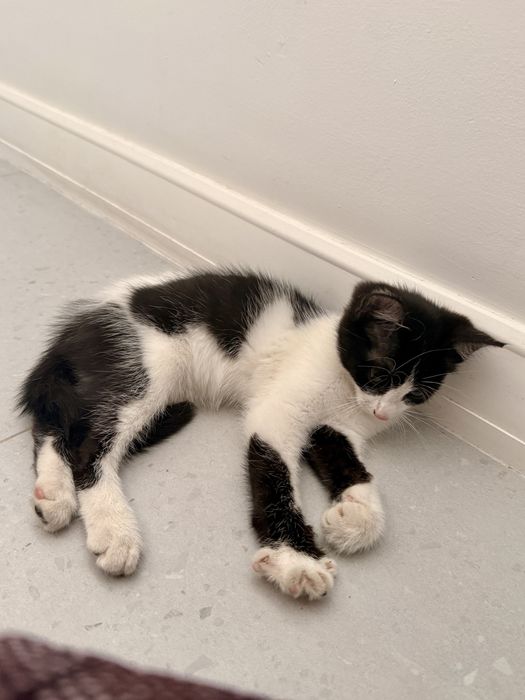 котенок ищет хороших хозяев