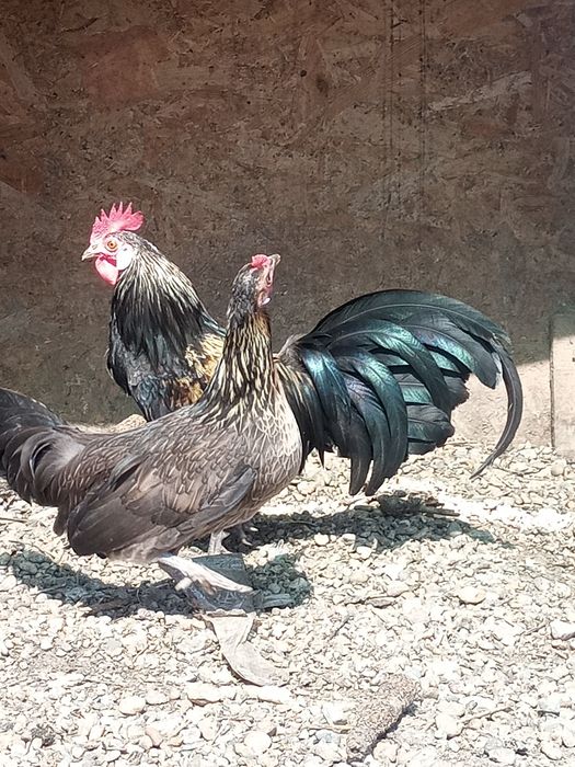 Pereche Phoenix 1+1
