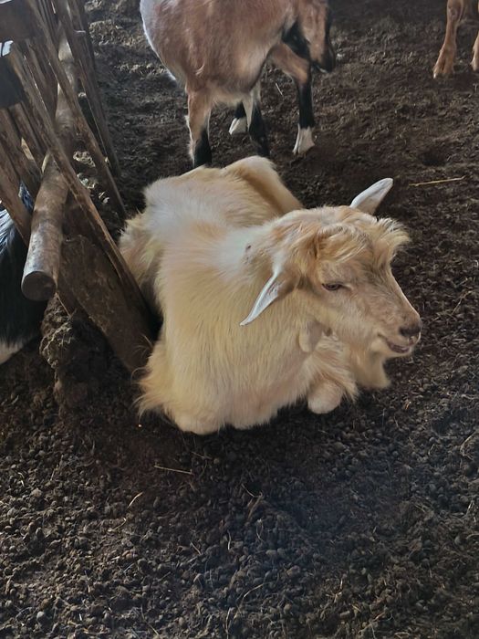 Vând țap tânăr foarte activ