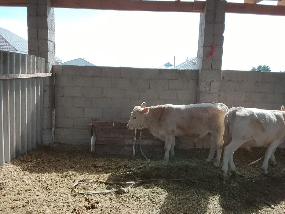 Әулиекөл бұқалар сатылады