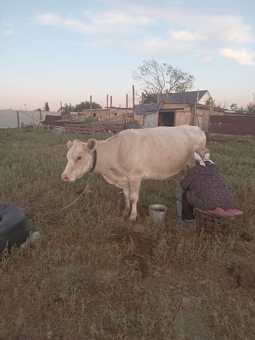 Продажа двух коров