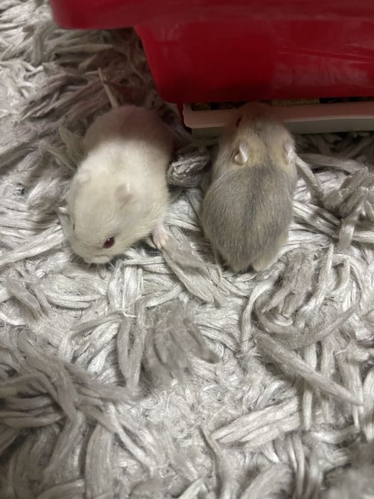 Vand hamsteri Asiatici .