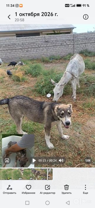5 oylik qiz kuchuk ota taraf ploskiy moynoq ona tarafi pirat balkanski