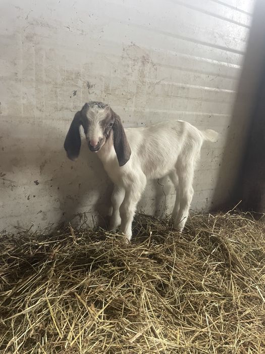 Tapisori anglo nubian