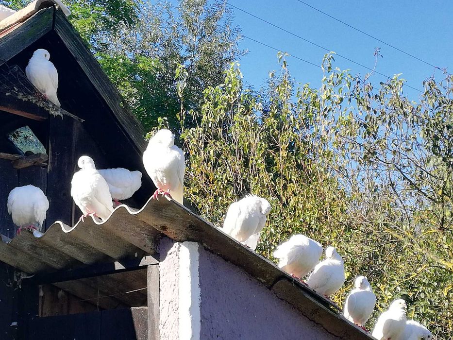 Porumbei albi voiajori