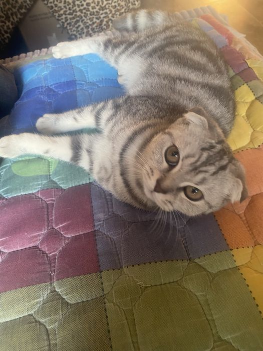 продам шотландскую кошку