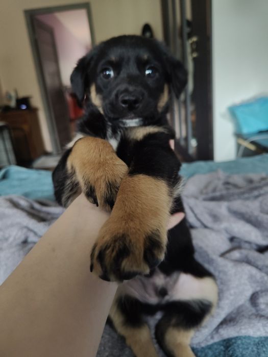 Щенок ищет дом, найденыш