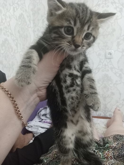 Красивые котятки