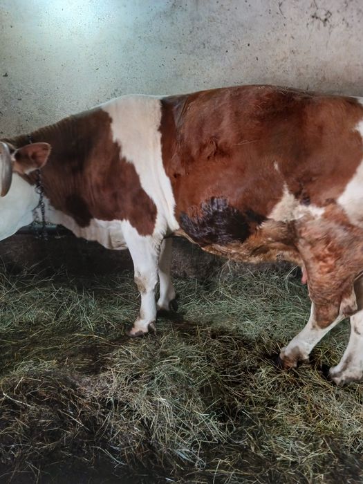 Vind vacă a făta gestantă în 7.5luni talie mare