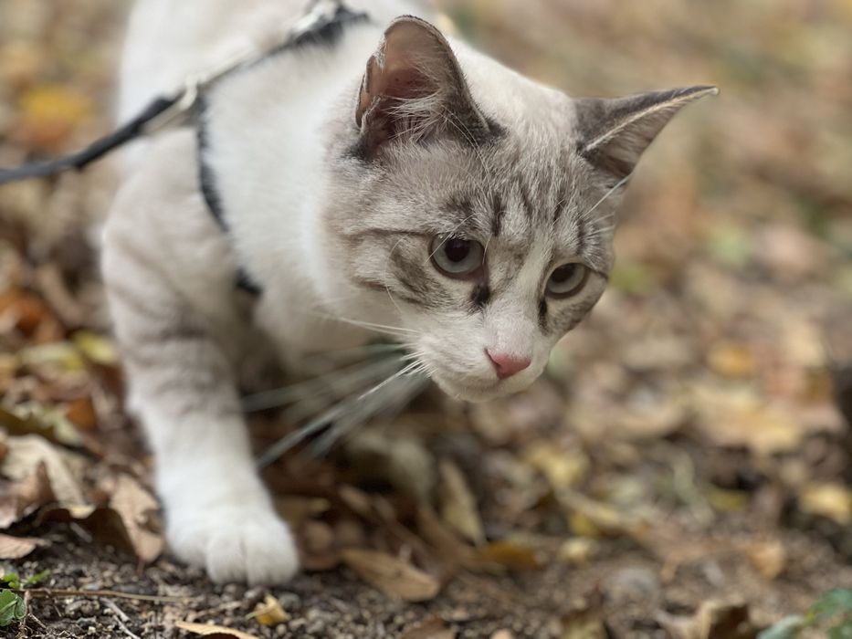 Отдаем в хорошие руки кота