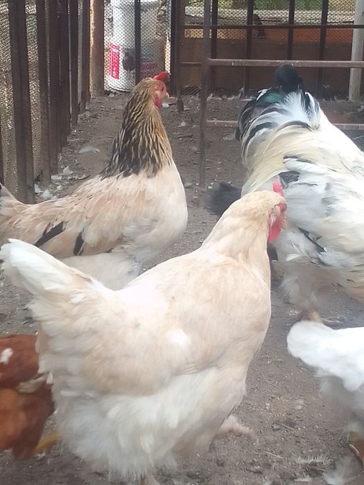 Продам домашних куры