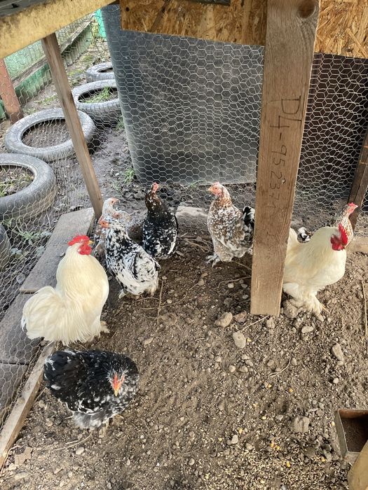 Vand gaini americane