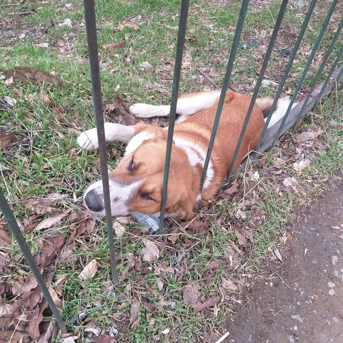 Собака мальчик в добрые руки