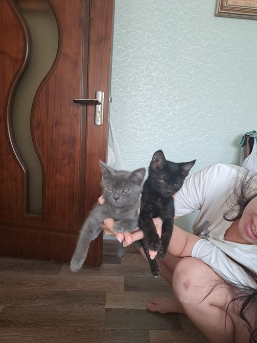 котята совершенно здоровые мальчики