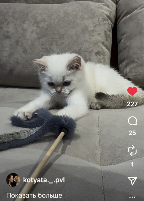 Котята шиншиллята с документами