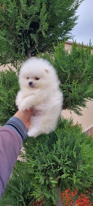 Померан мини померан