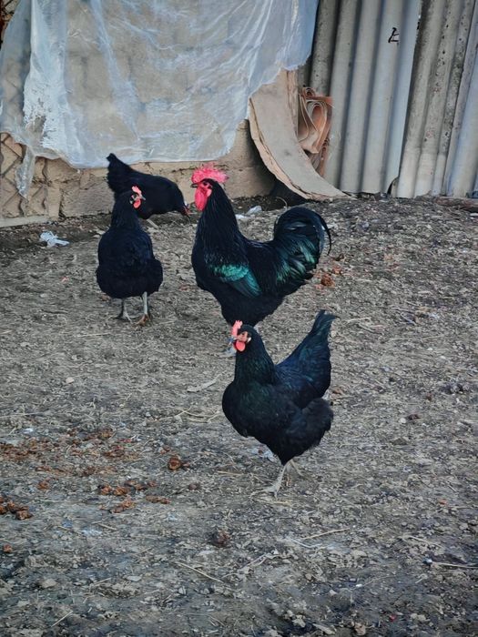 Jersiy gigant va Astralop zodliy tovuq tuxumlariga zakaz olamizi