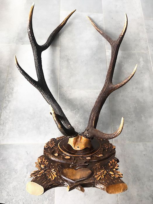 Coarne cerb cu panoplie