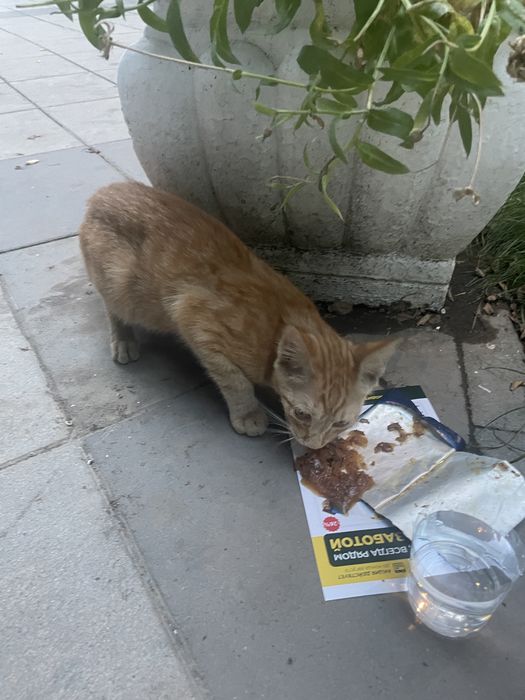 Рыжый котенок ищет дом