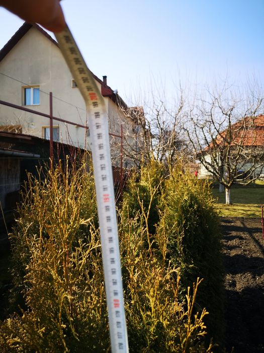 Vand tuia/tuja aclimatizati