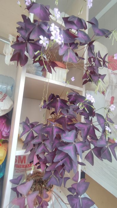 Кислица- оксалис