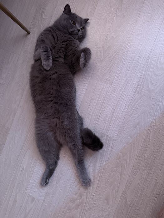Отдам в добрые любящие руки