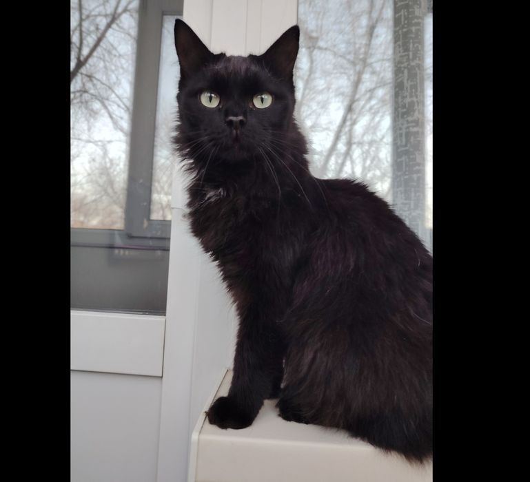 Пристраивается шикарный кот