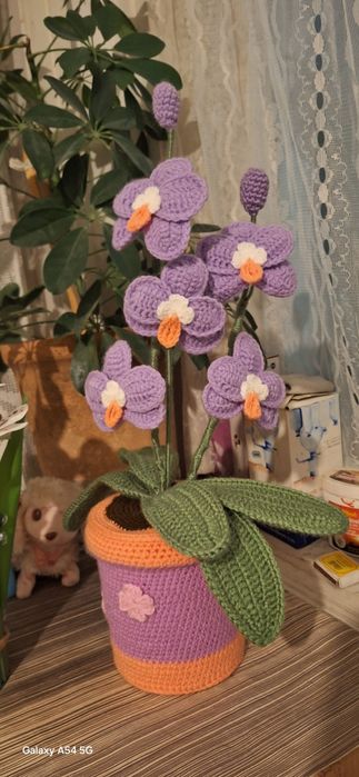 Орхидеи вечно красиви