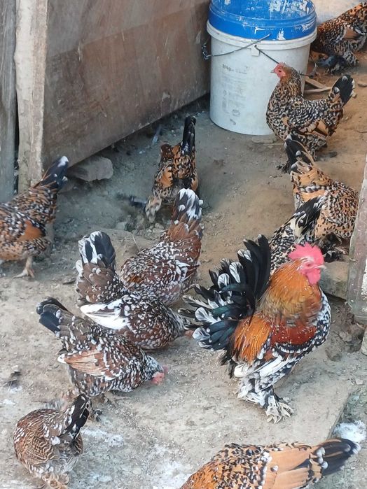 Vand oua pitica  mii de flori si motate