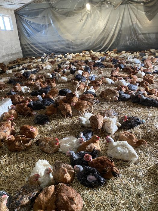 Pui de carne si pui  Kabir