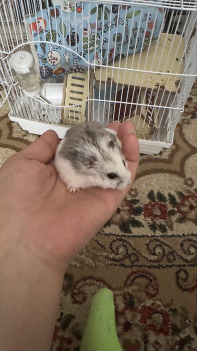 Продам хомяка с клеткой