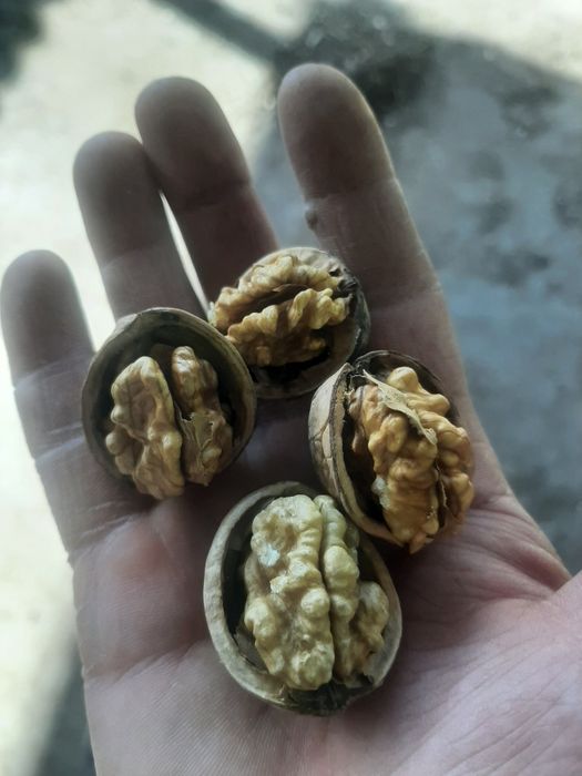 ОРЕХ (Сухофрукты ,жангак )ОРЕХ